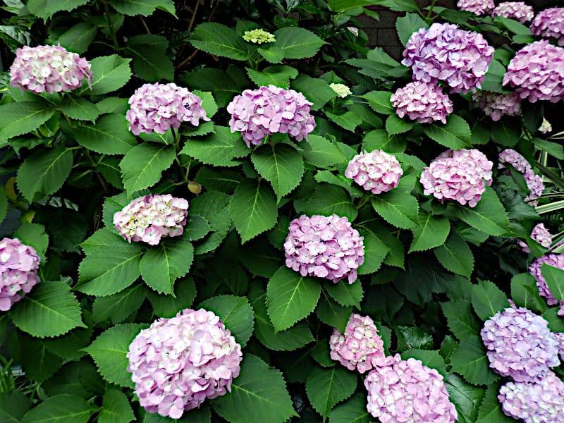 Bigleaf Hydrangea تصویر 3