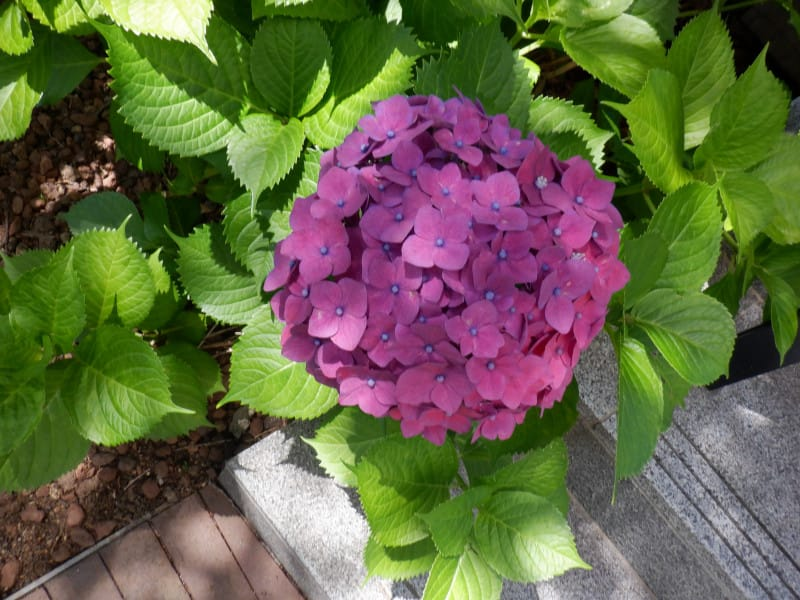 Bigleaf Hydrangea تصویر 5