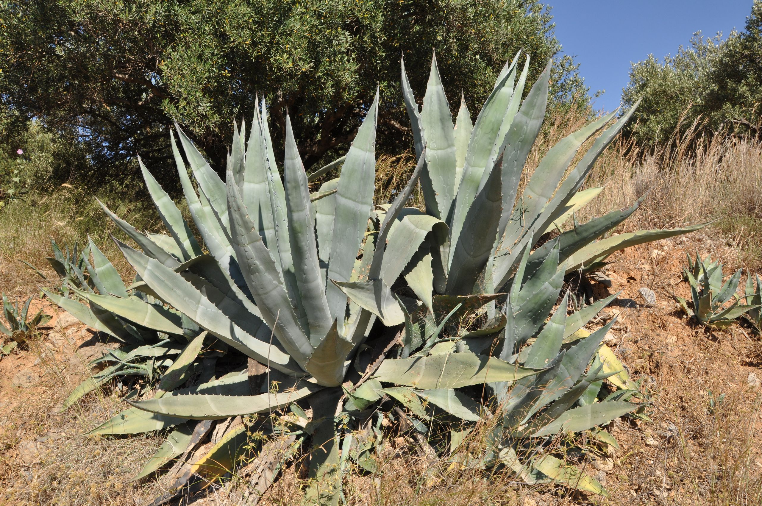Agave américain photo 5