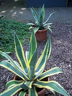 Agave américain photo 7