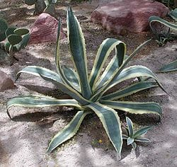Agave américain photo 3