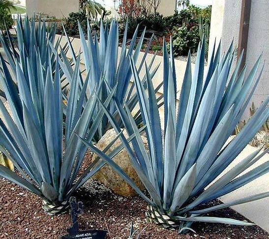 Agave américain photo 2