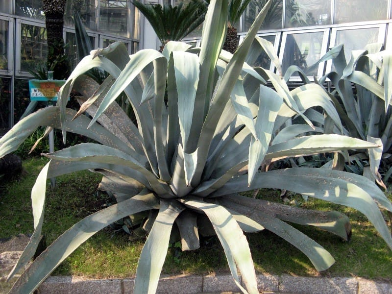 Agave américain photo 4