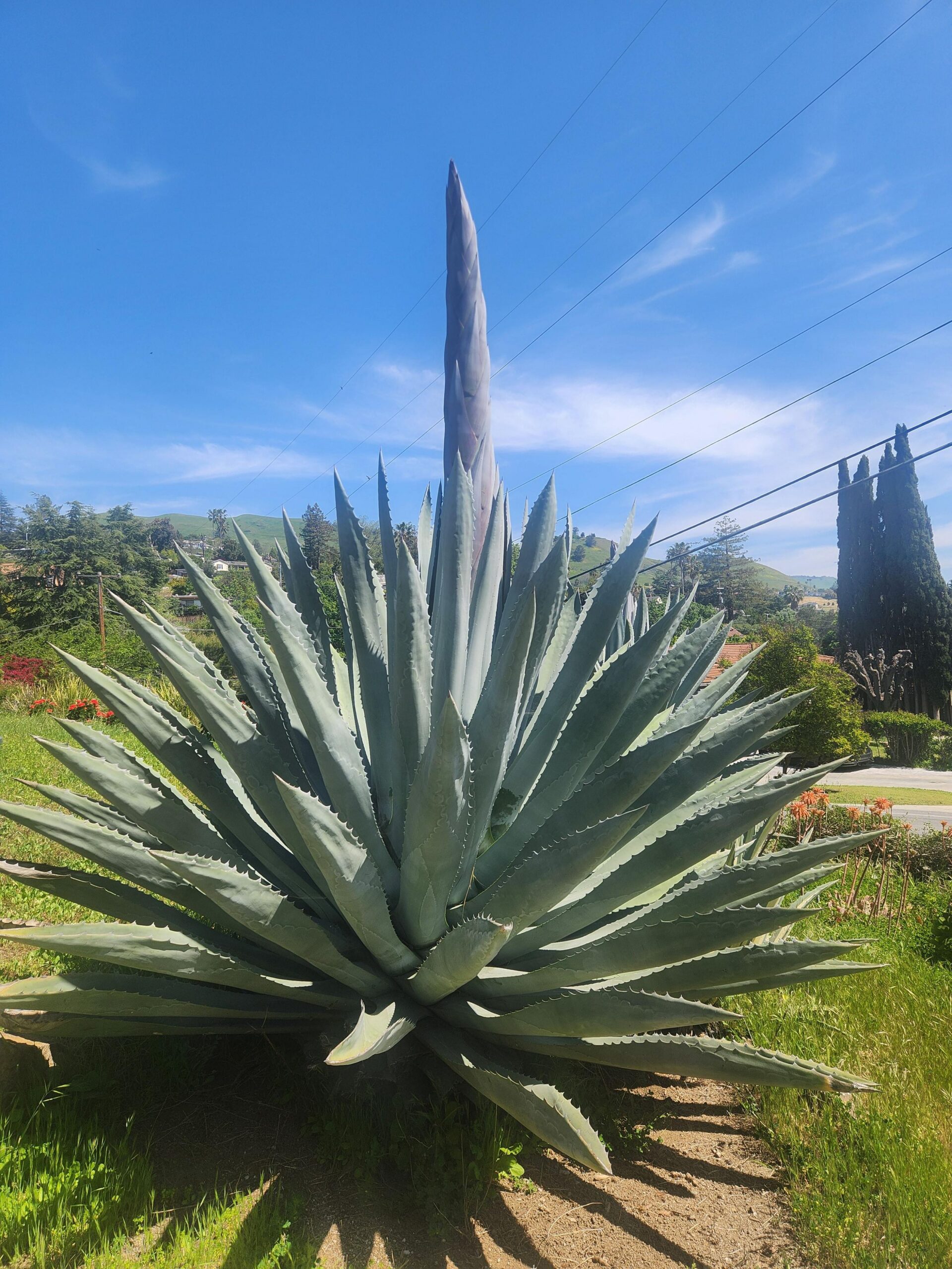 Agave américain photo 6