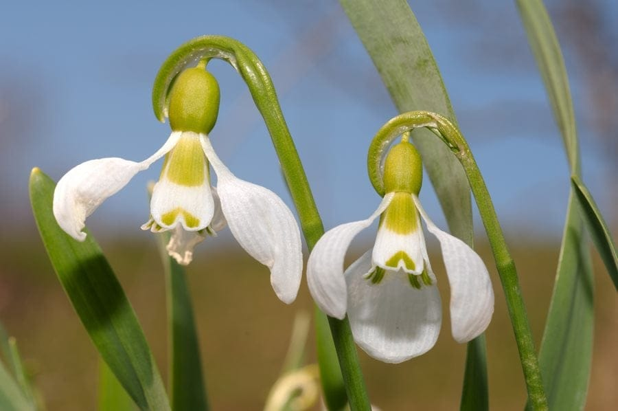 قطرة الثلج صورة 4