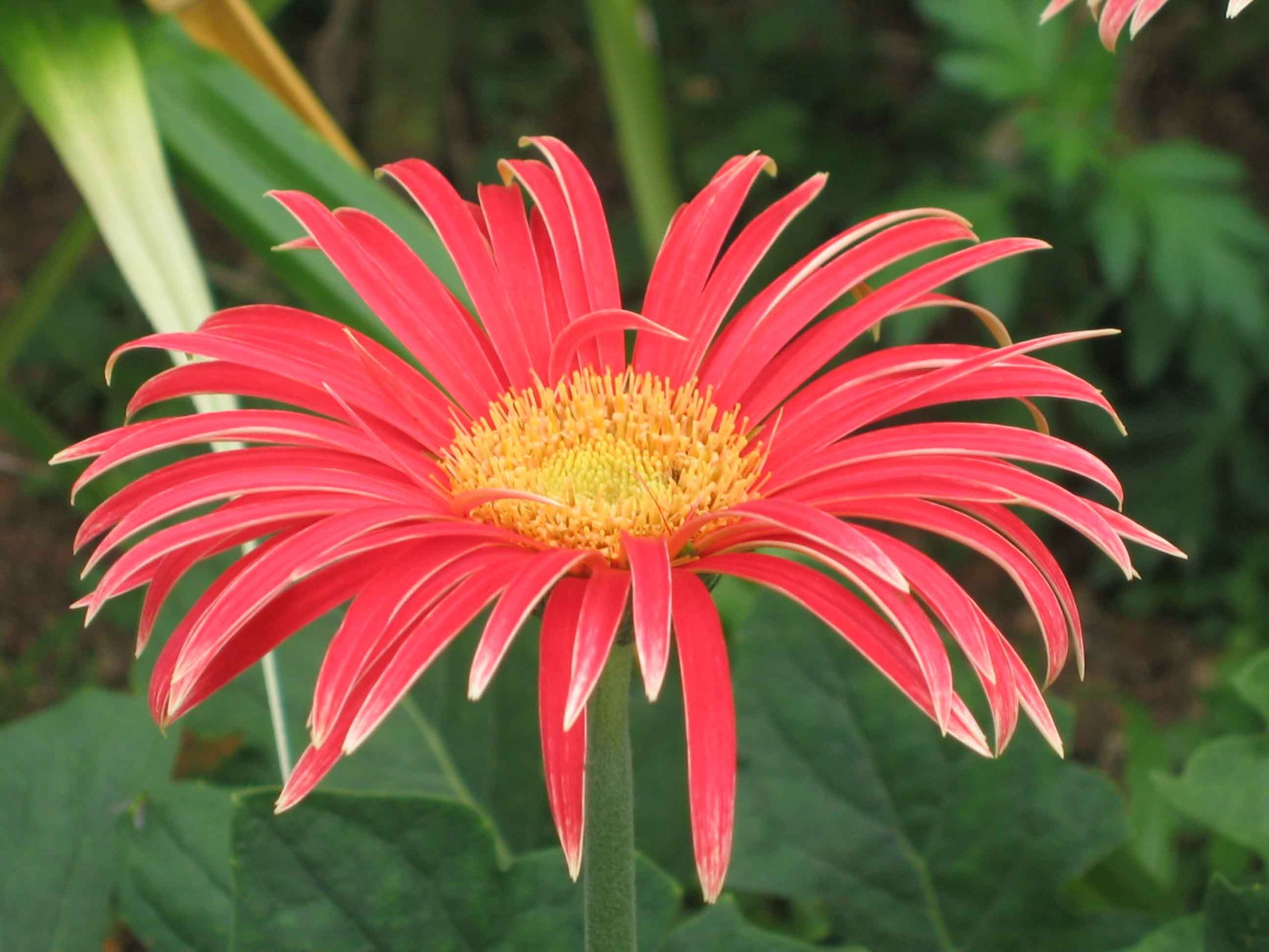 Gerbera Daisy