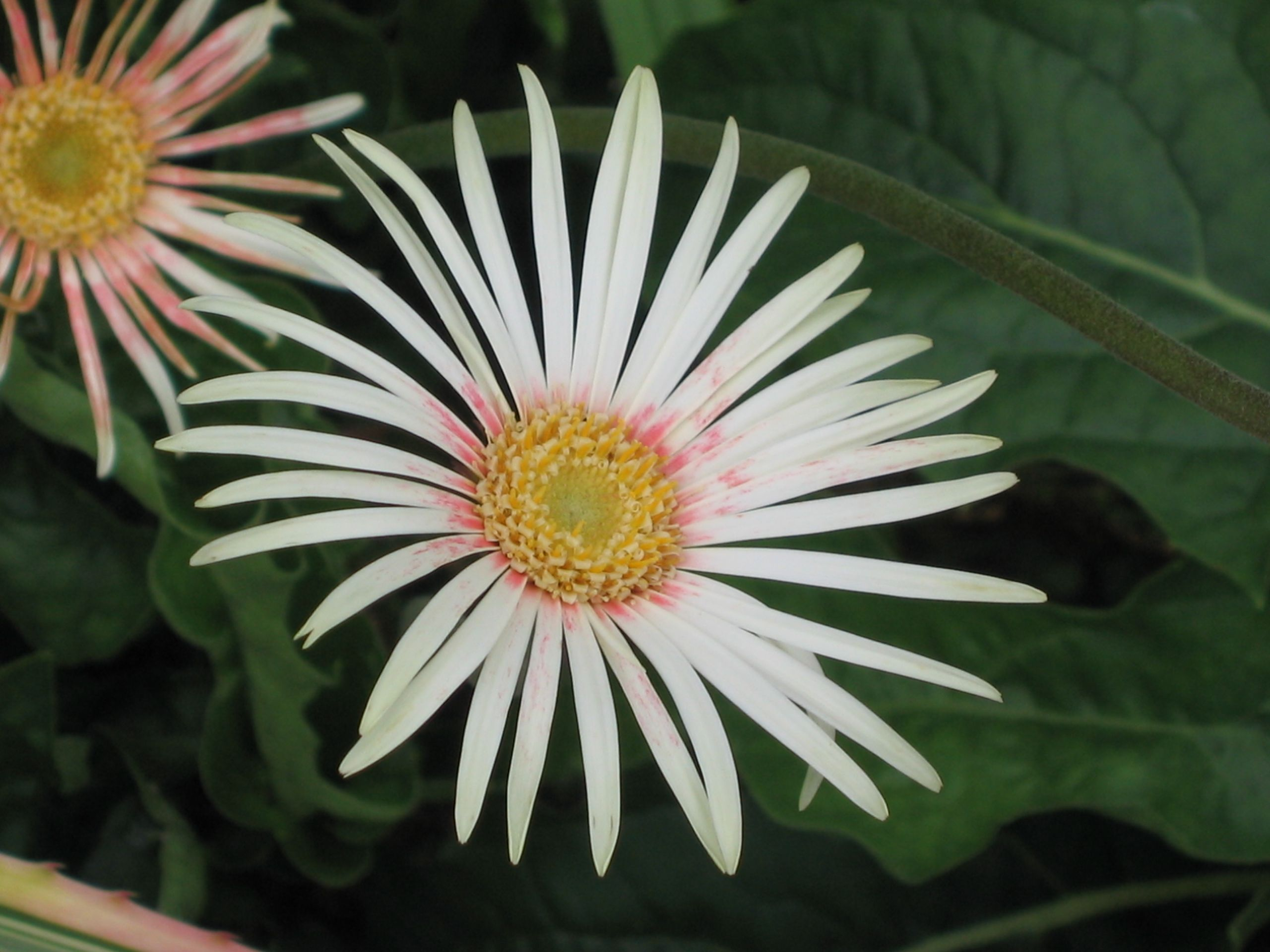 Gerbera Daisy larawan 2