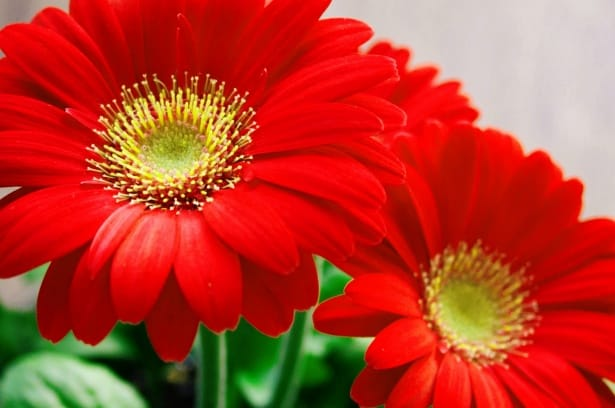 Gerbera Daisy larawan 3