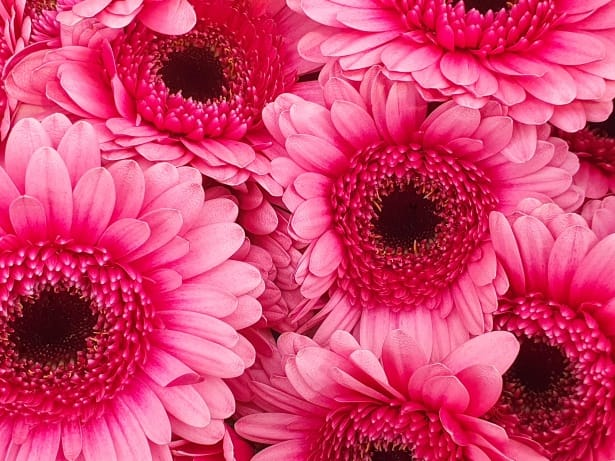 Gerbera Daisy larawan 4