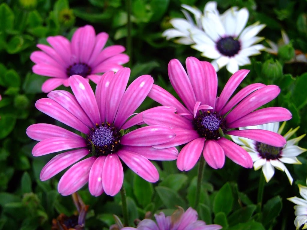 Gerbera Daisy larawan 5