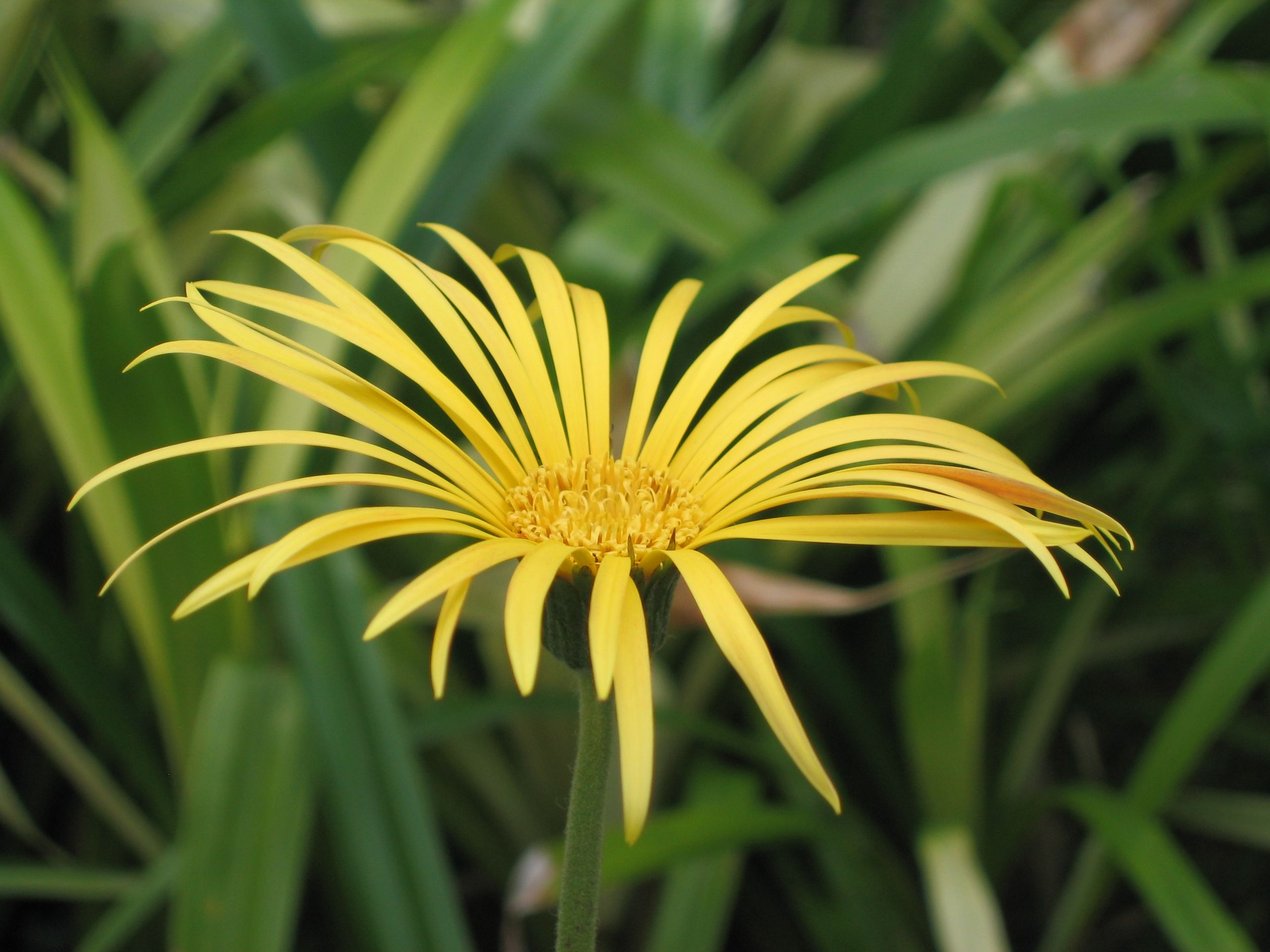 Gerbera Daisy larawan 6