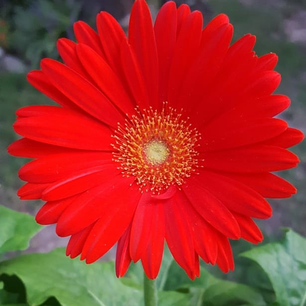 Gerbera Daisy larawan 7