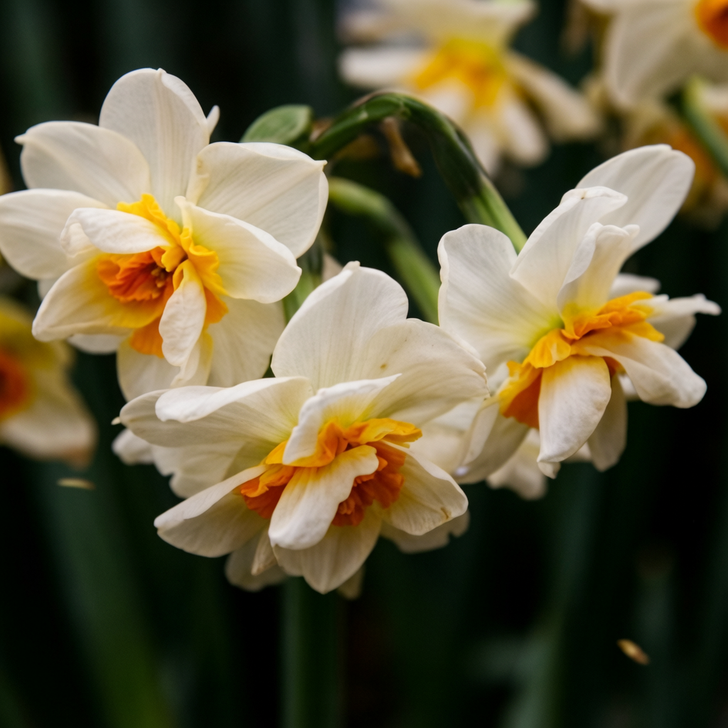 ಪೇಪರ್‌ವೈಟ್ ನಾರ್ಸಿಸಸ್