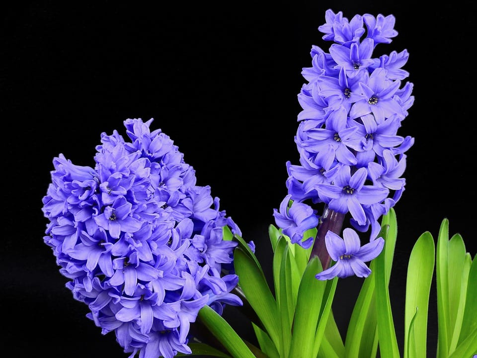 Hyacinth ภาพ 3