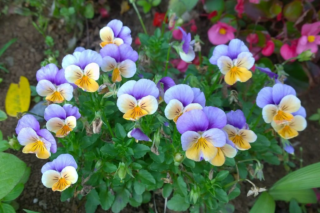 Bratek ogrodowy obraz 3