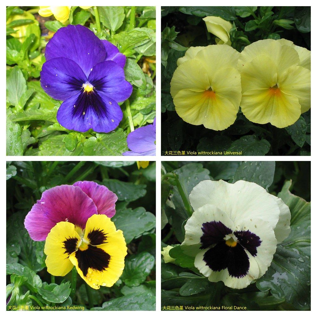 Bratek ogrodowy obraz 4