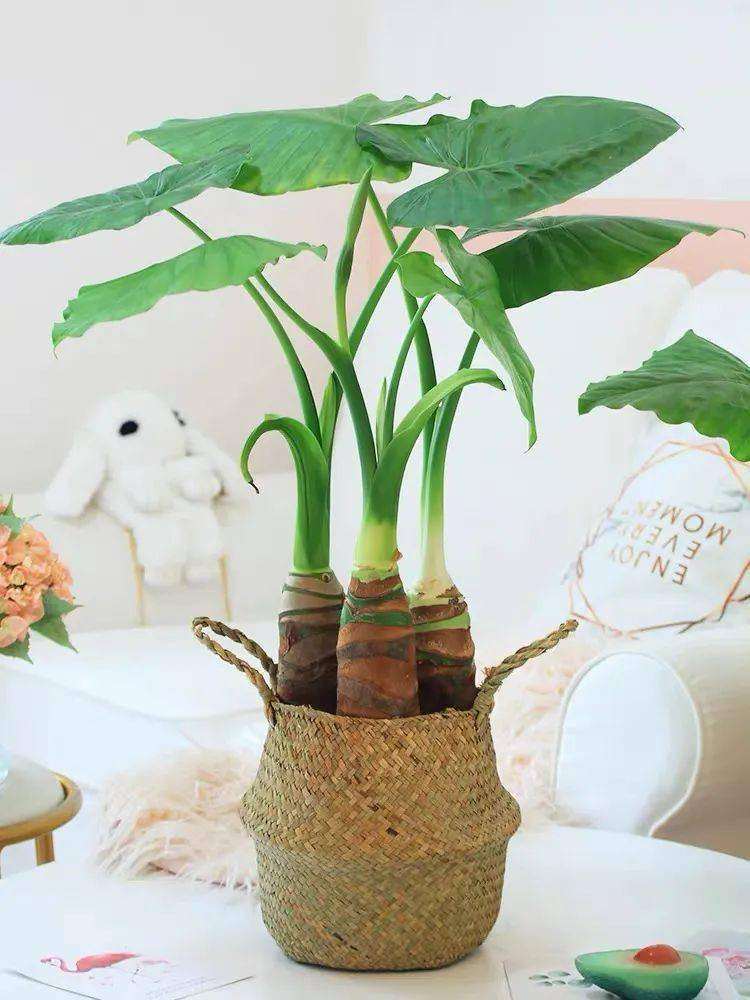 Riesen-Alokasie Bild 7