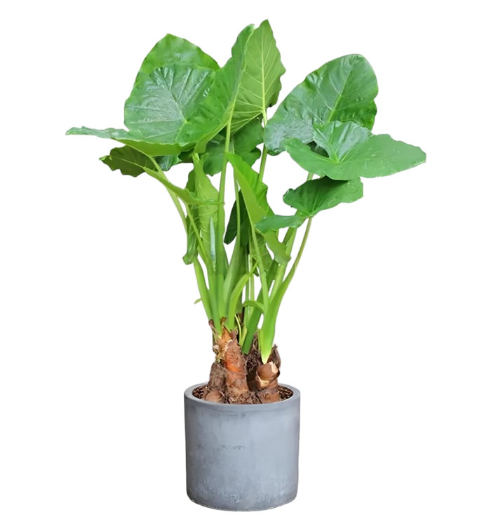 Riesen-Alokasie Bild 6