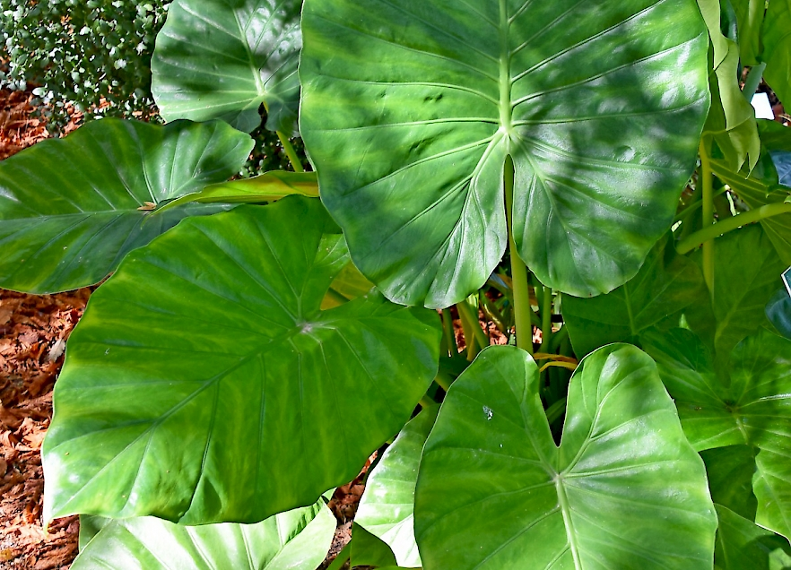 Riesen-Alokasie Bild 3