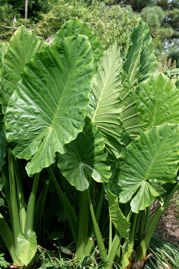 Riesen-Alokasie Bild 4