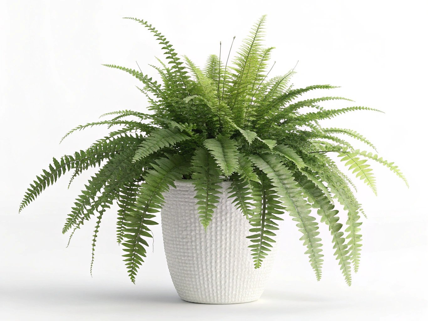 Paproć bostońska obraz 4