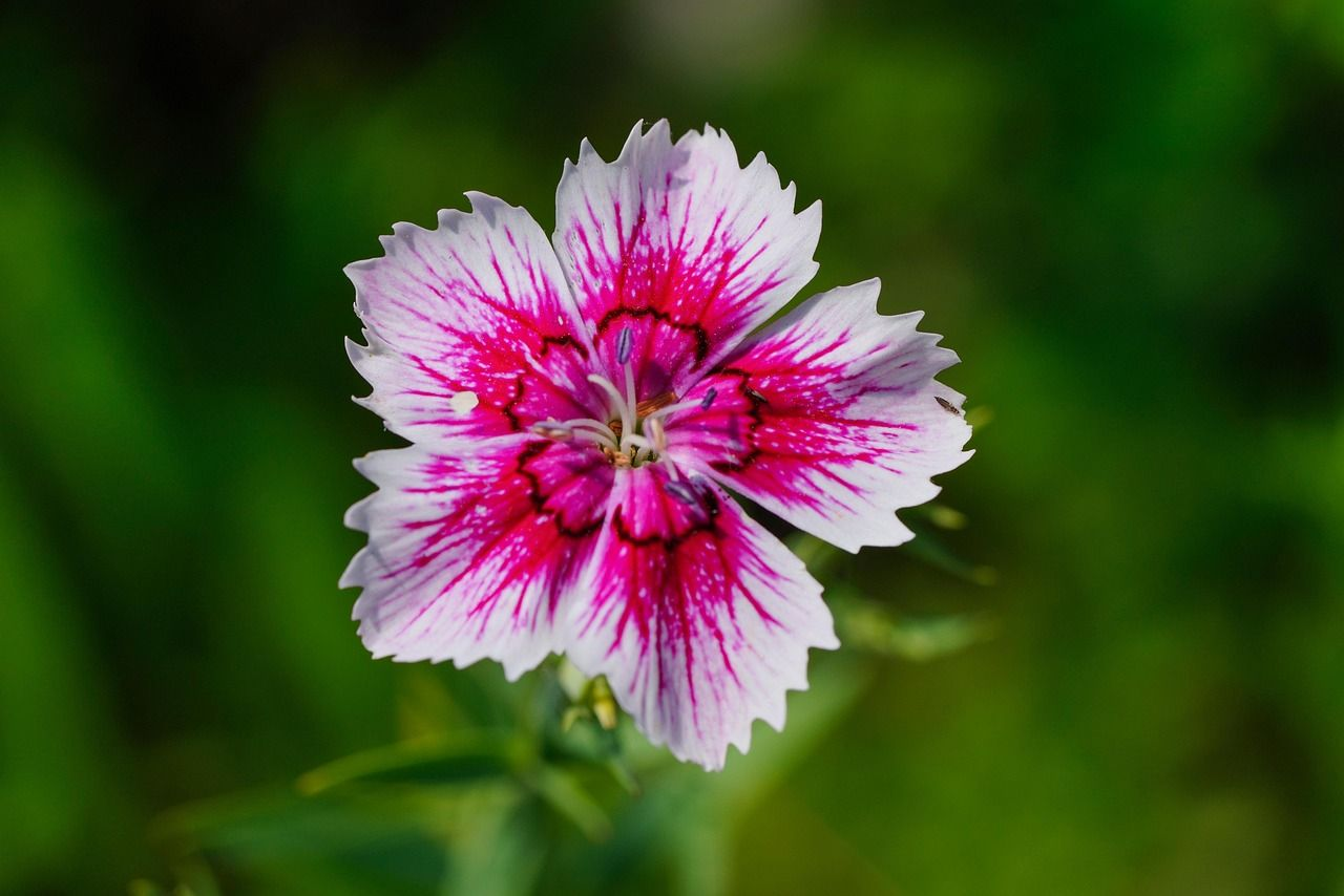 Goździk chiński obraz 6