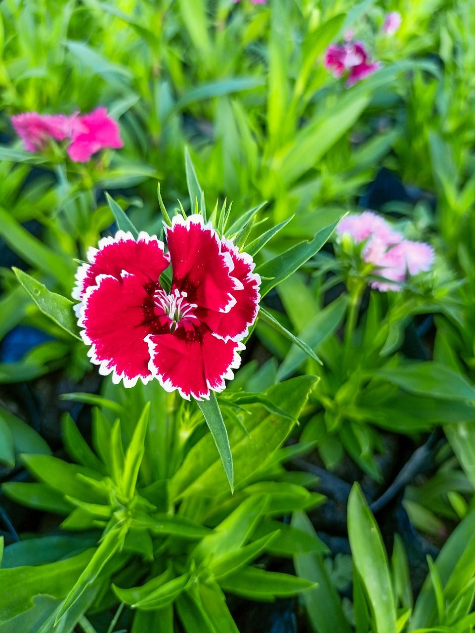 Goździk chiński obraz 5