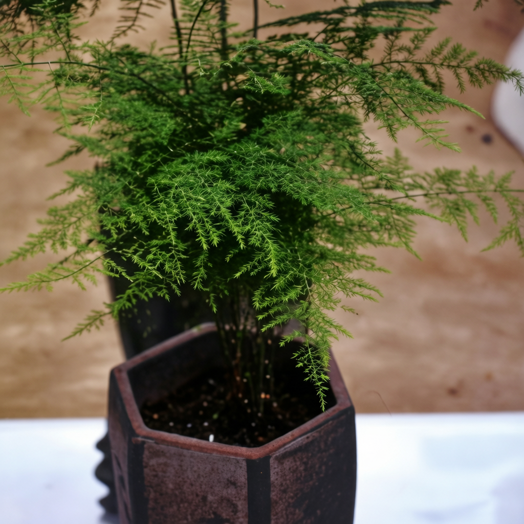 Asparagus Fern