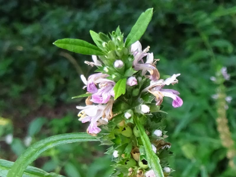 Asparagus Fern ଛବି 4