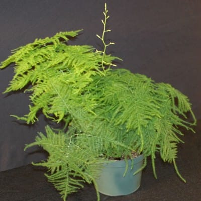 Asparagus Fern ଛବି 6