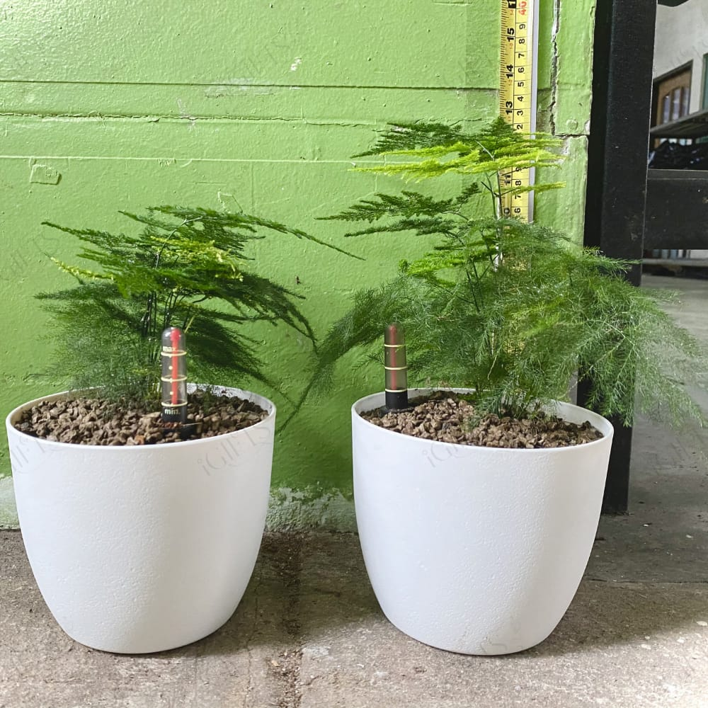 Asparagus Fern ଛବି 7