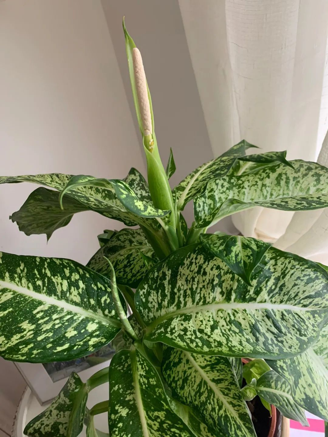 ડમ્બ કેન છબી 4