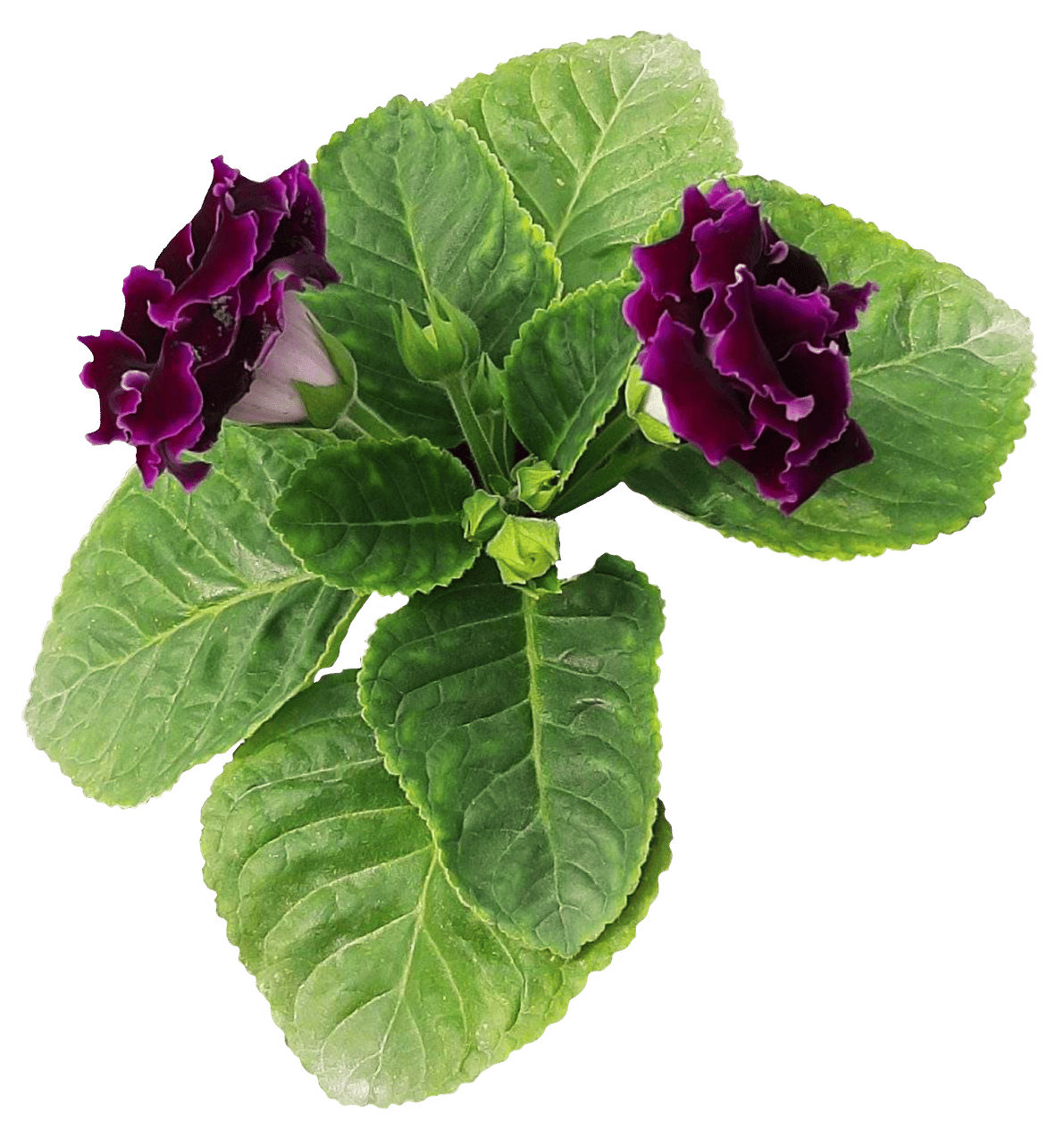Gloxinia ng Florista larawan 5