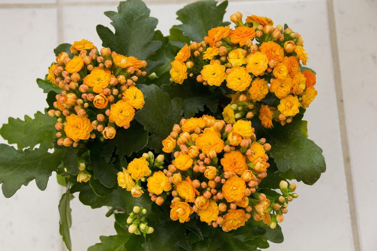 Gloxinia ng Florista larawan 6