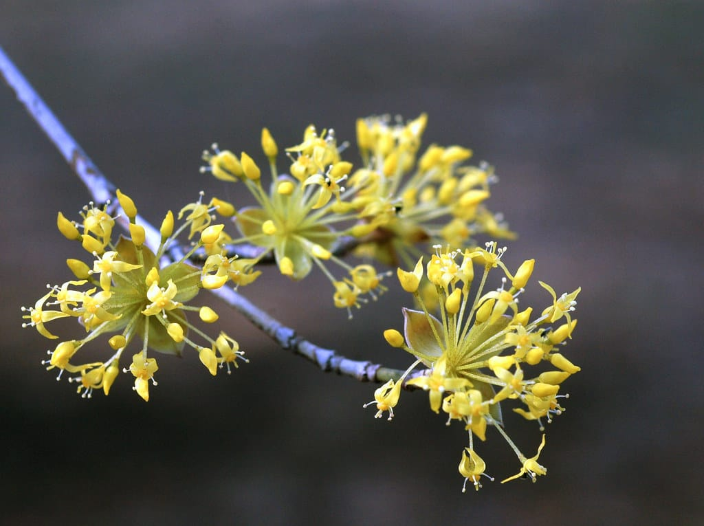 Corn japonez imagine 4