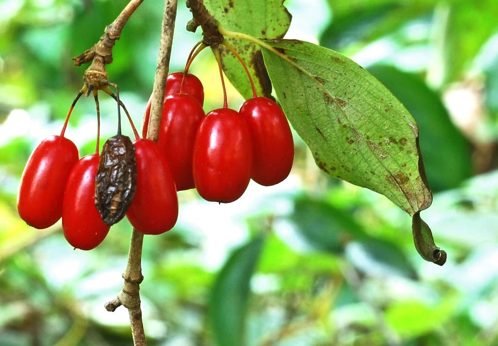 Corn japonez imagine 5