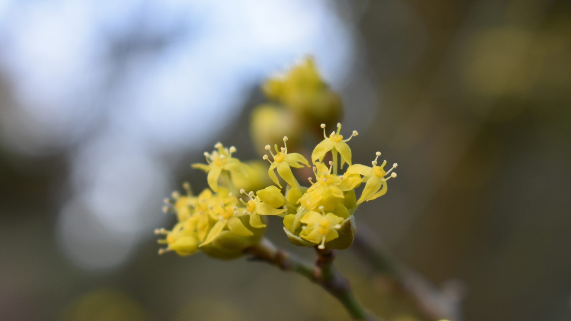 Corn japonez imagine 6