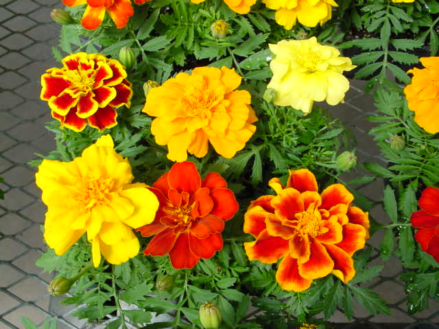 French Marigold ଛବି 4