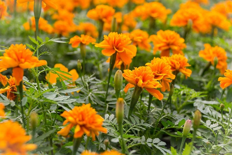 French Marigold ଛବି 5