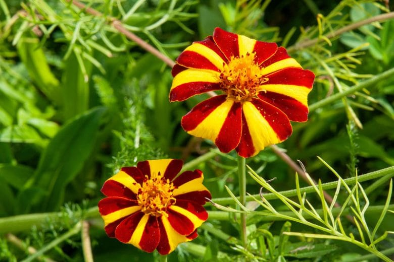 French Marigold ଛବି 3