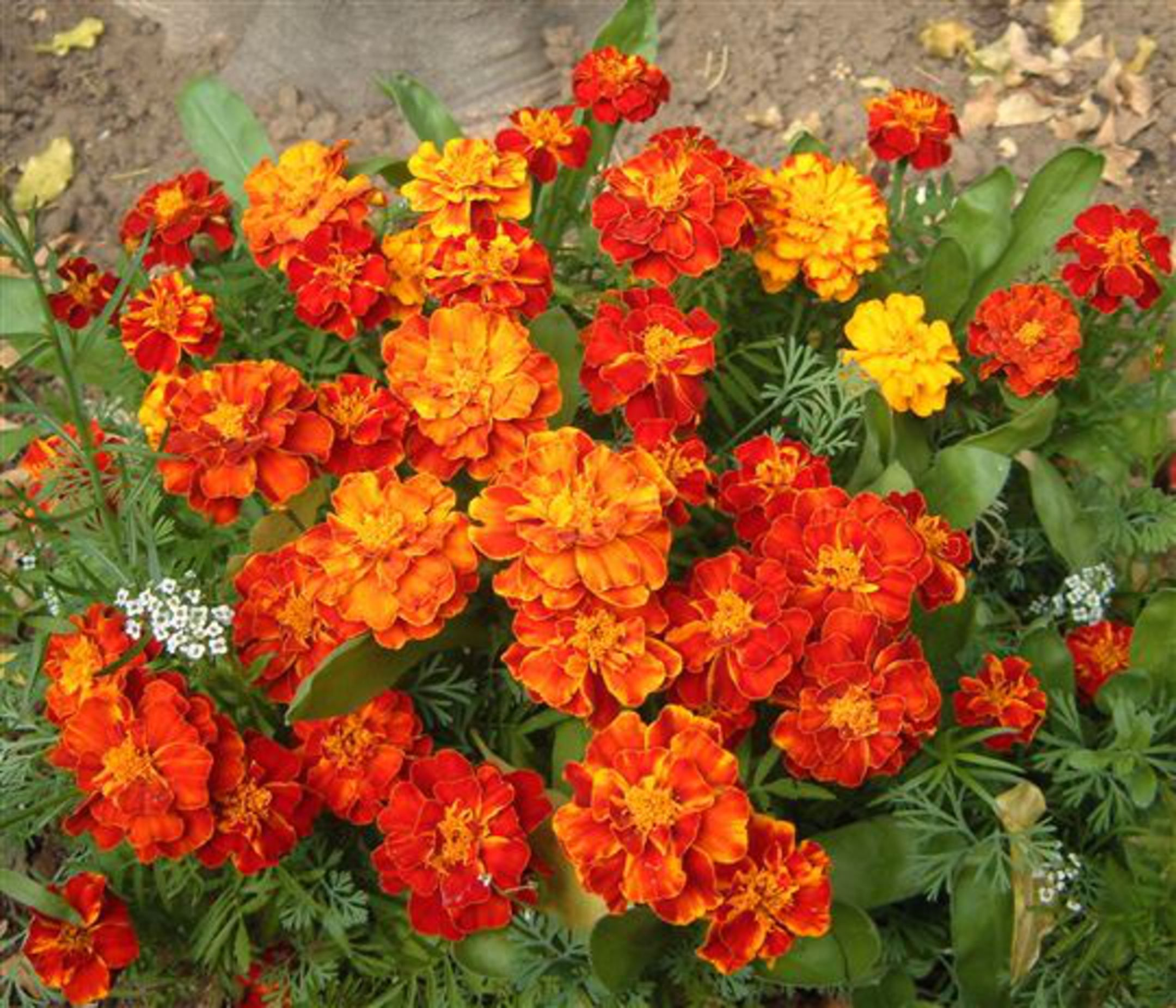 French Marigold ଛବି 2