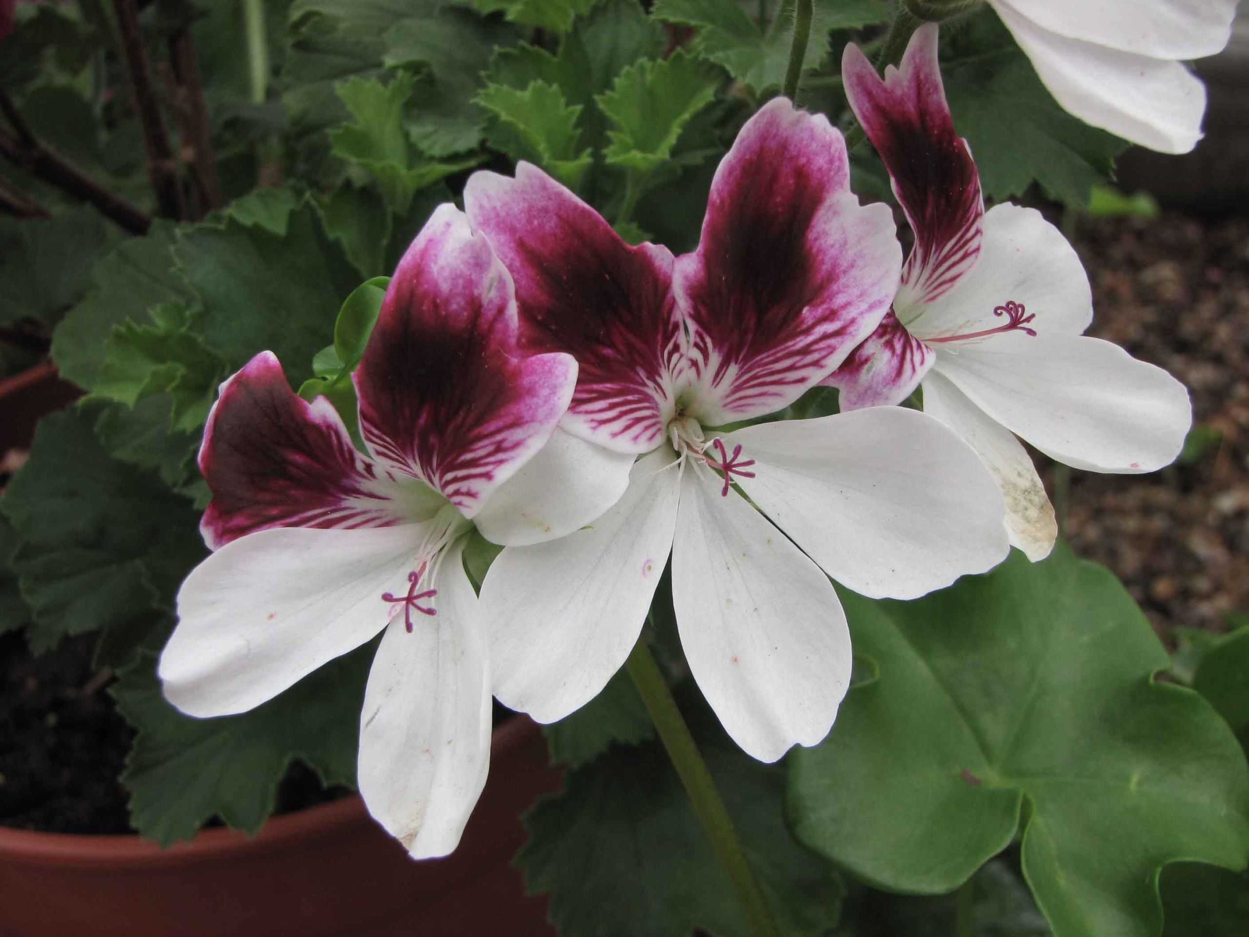 ゾーナル・ゼラニウム