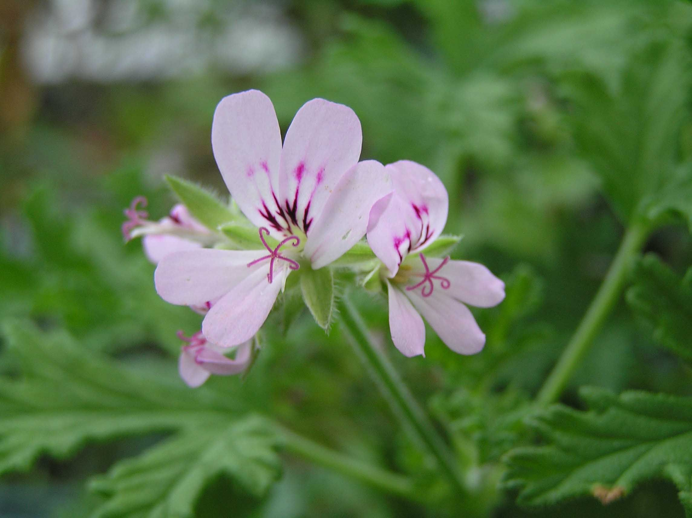 Zonal Geranium ଛବି 5
