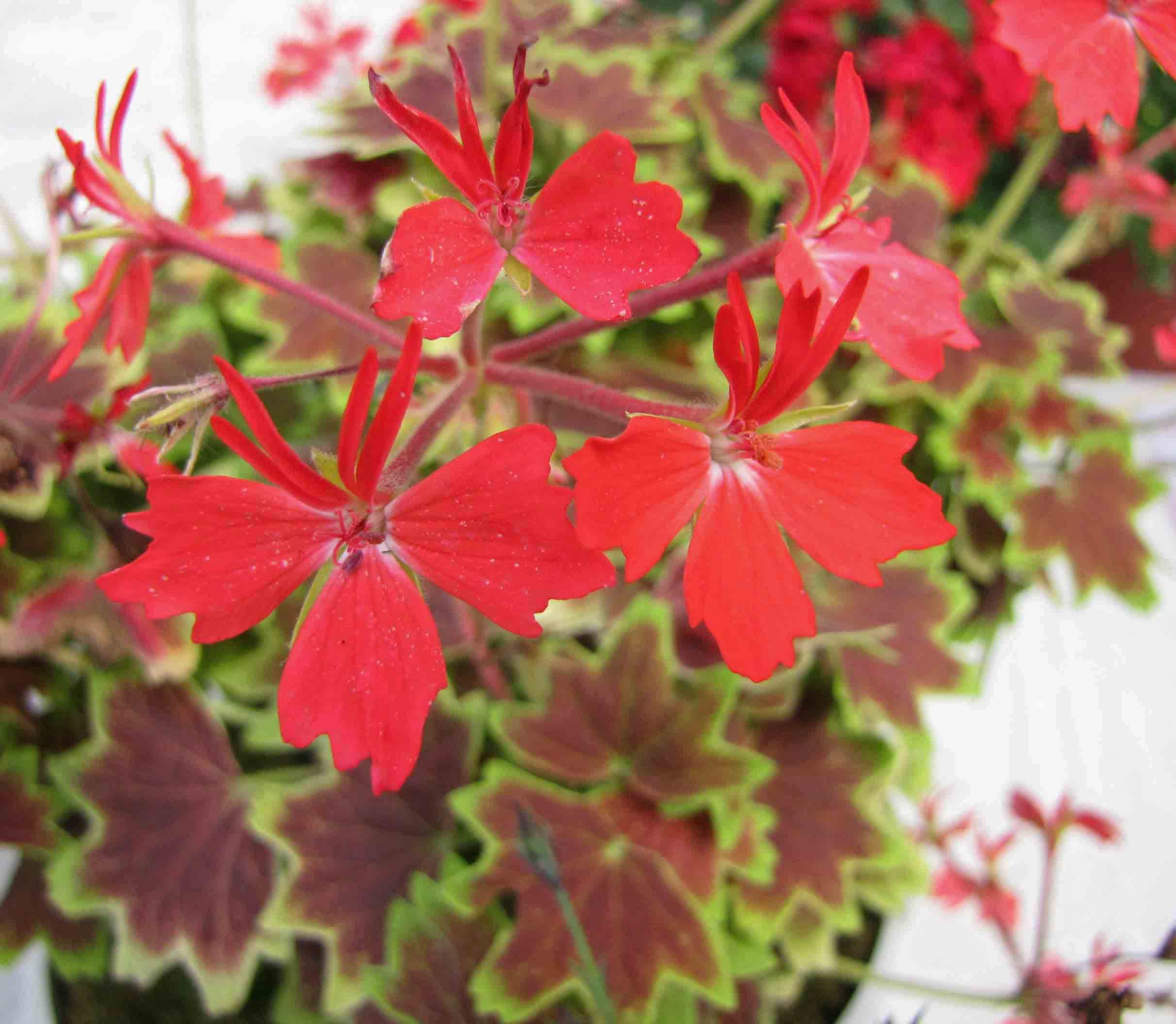 Zonal Geranium ଛବି 4