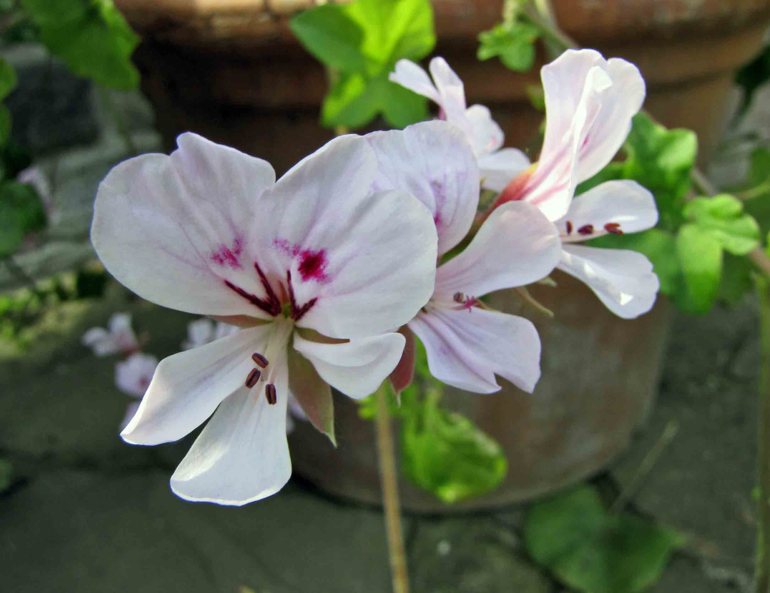 Zonal Geranium ଛବି 2