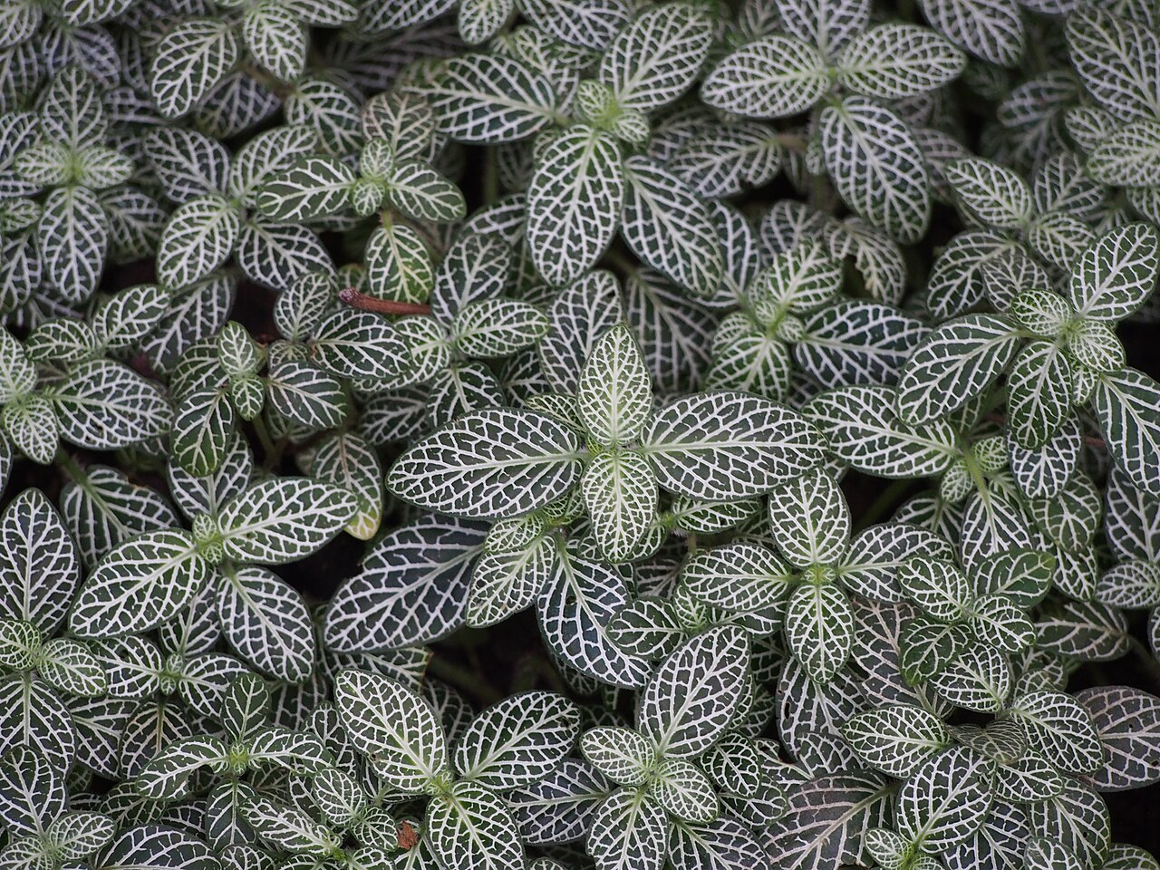 Nerve Plant ਚਿੱਤਰ 4