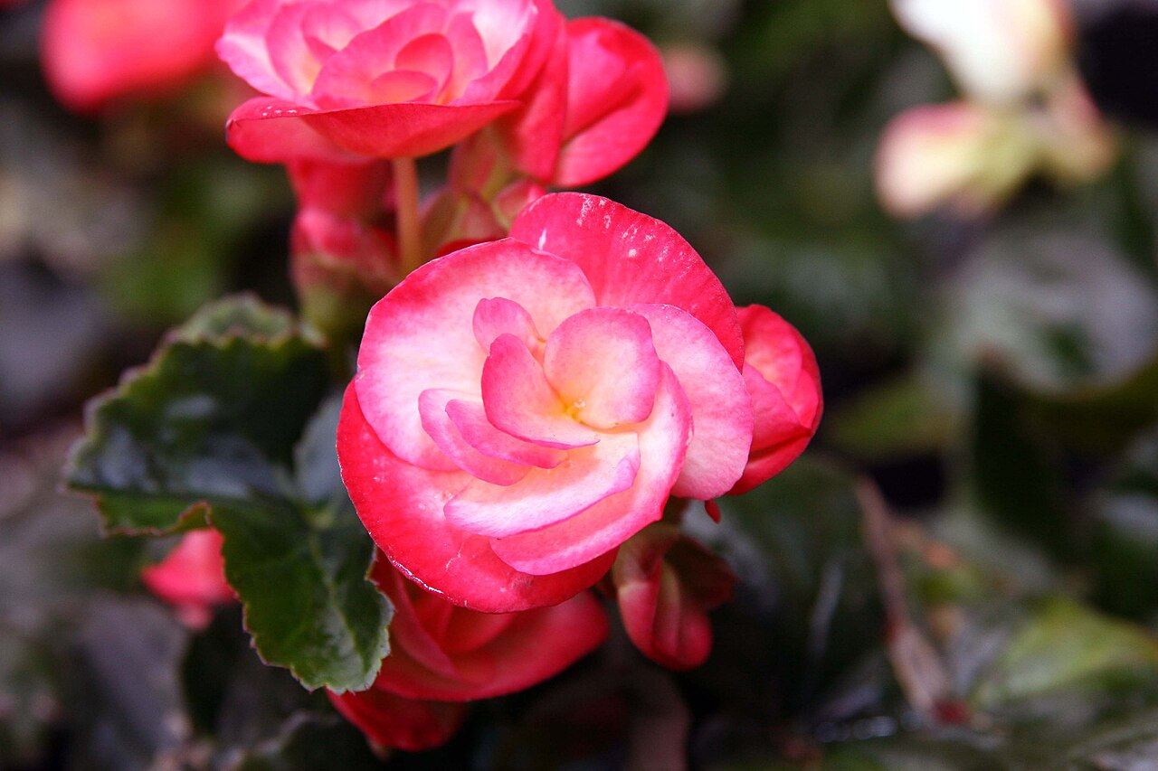 Rieger Begonia ਚਿੱਤਰ 5