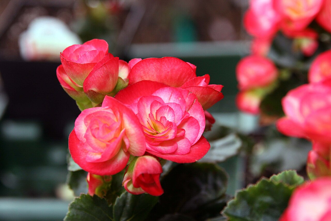 Rieger Begonia ਚਿੱਤਰ 6