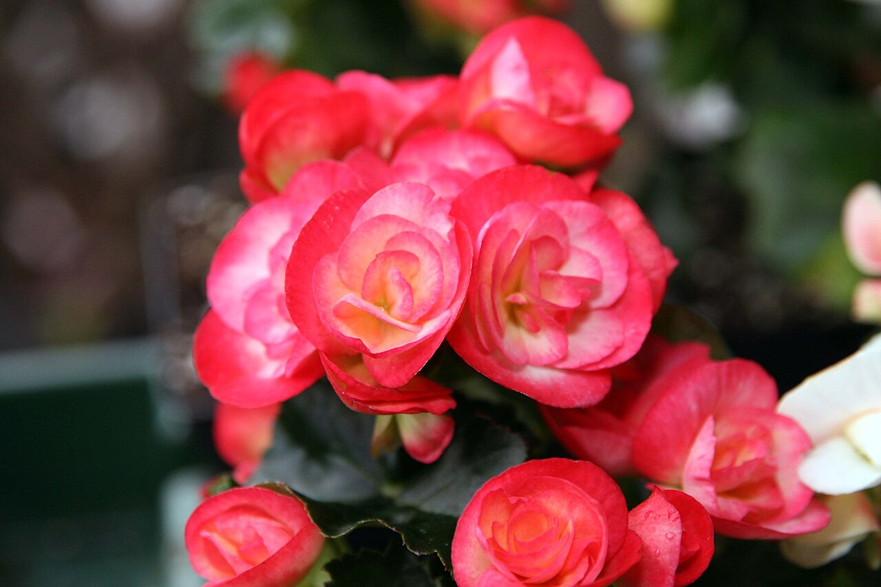 Rieger Begonia ਚਿੱਤਰ 7