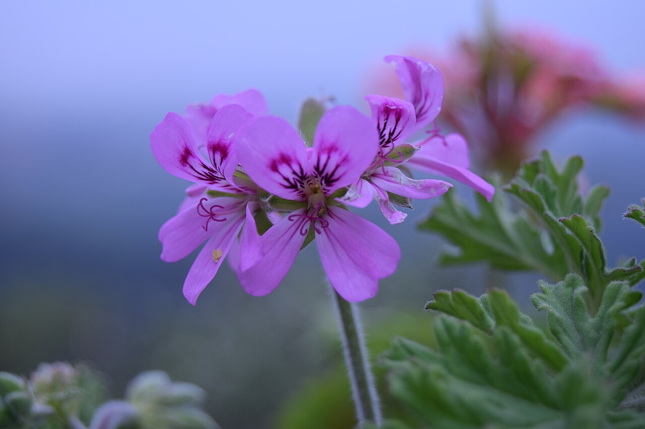 Scented Geranium изображение 2